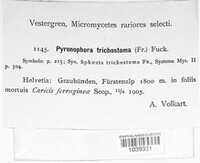 Pyrenophora tritici-repentis image